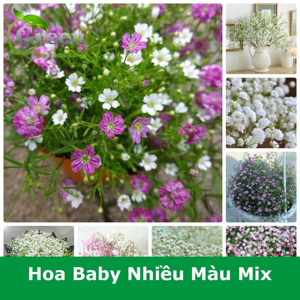 Hạt Giống Hoa Baby Nhiều Màu Mix