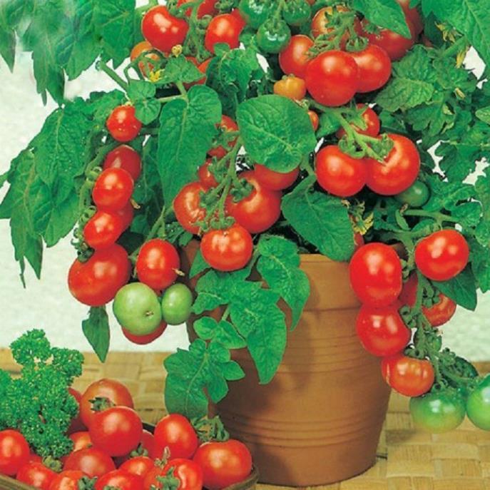 CÂY GIỐNG CÀ CHUA BI 2 MÀU ĐỎ , VÀNG - NHANH VÀ SIÊU QUẢ-NHIỀU DINH DƯỠNG
