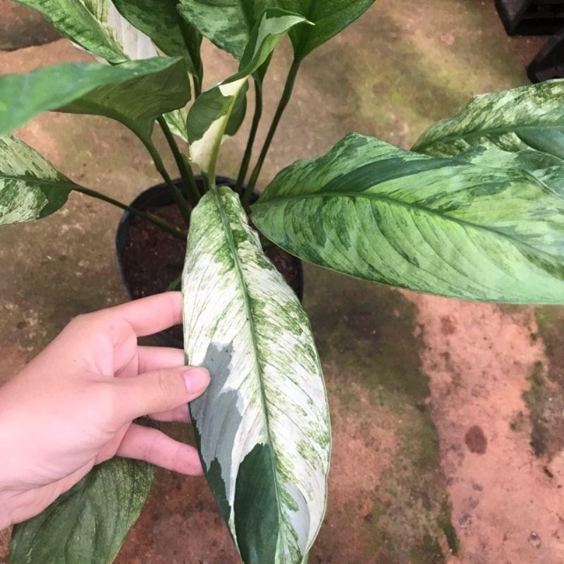 Cây Lan Ý cẩm thạch.