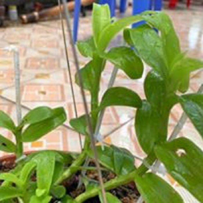 Hoa lan phi điệp-tím yên tử(cao 30cm ,trồng thuần ấm chậu)
