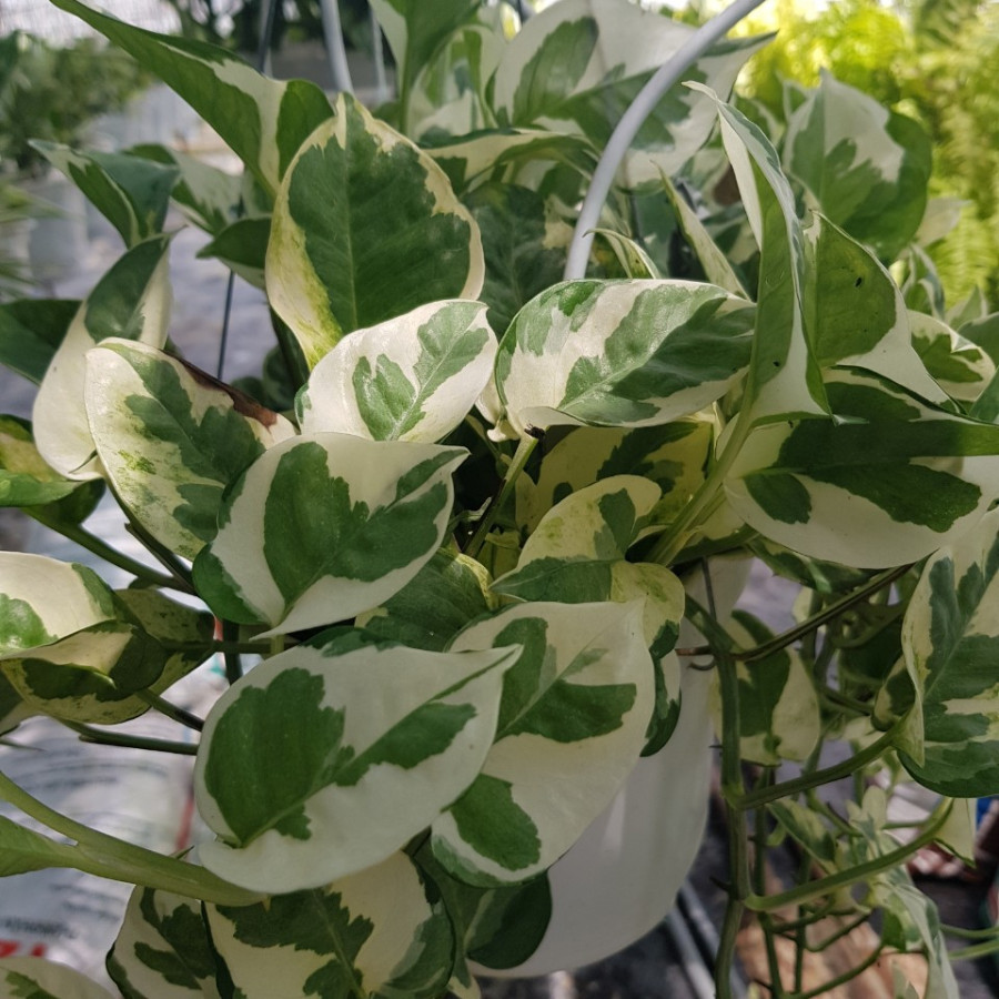 Trầu Bà Ngọc Thuỷ Chậu Treo