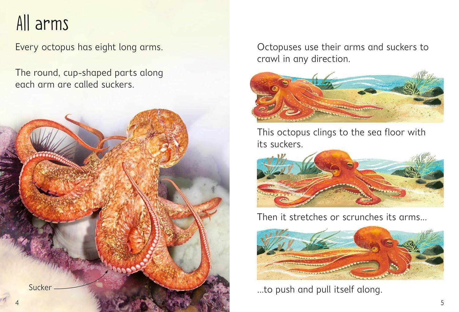 Sách ngoại văn: Beginners Octopuses