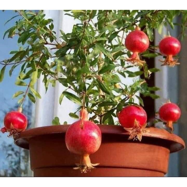 Cây giống lựu đỏ ấn độ cho trái siêu sớm