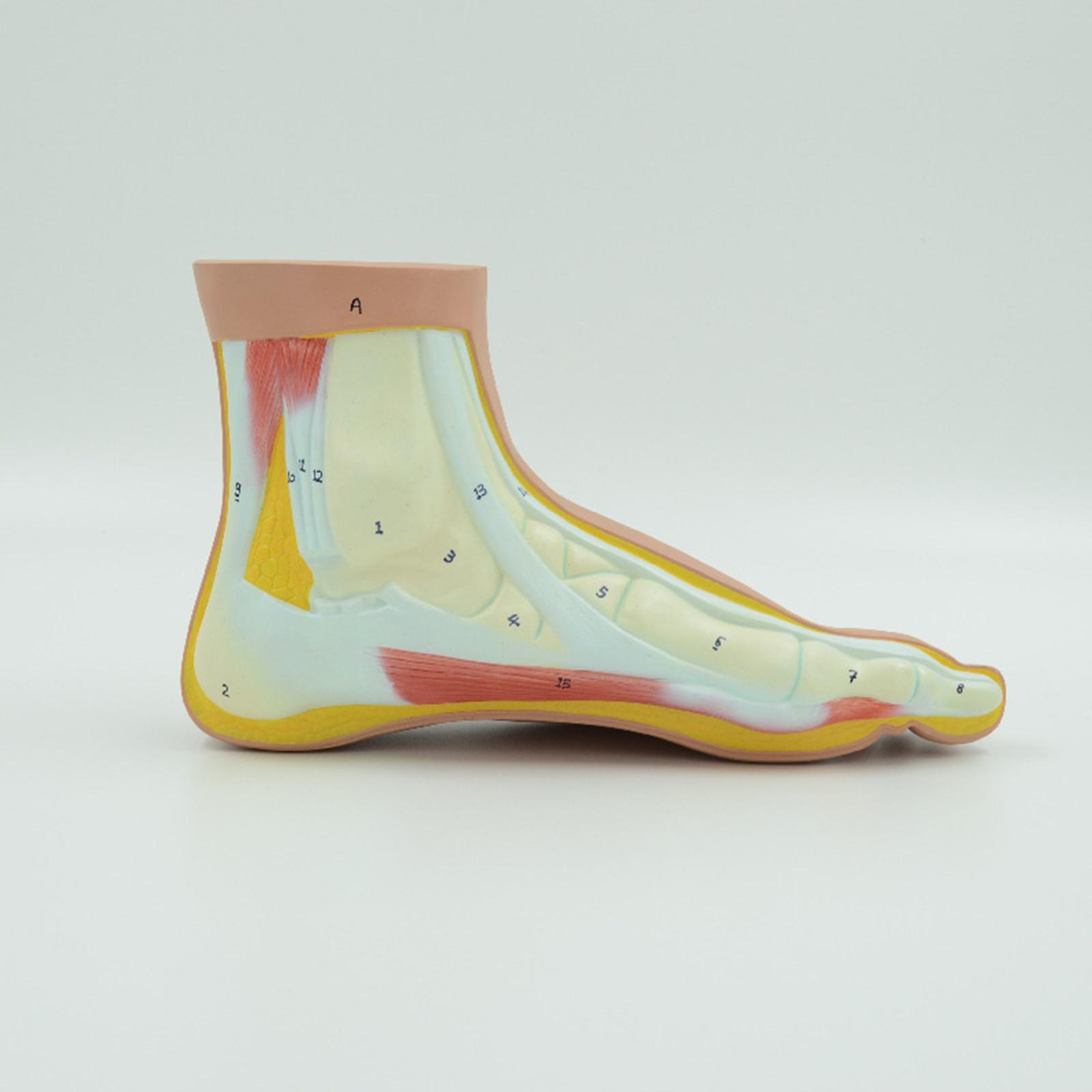 Human Foot Model Anatomy Learning Anatomical Models for Teaching Aid