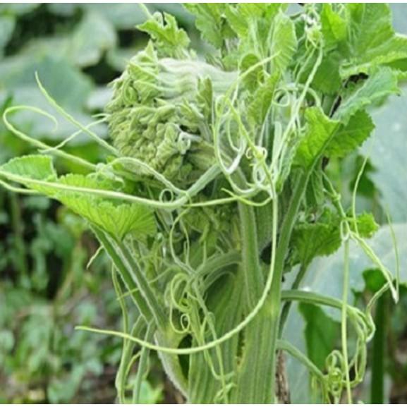 5gr hạt bí ăn ngọn cao sản