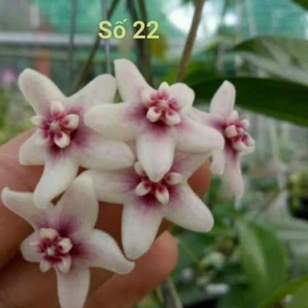 Lan Cẩm Cù Đủ Các Màu