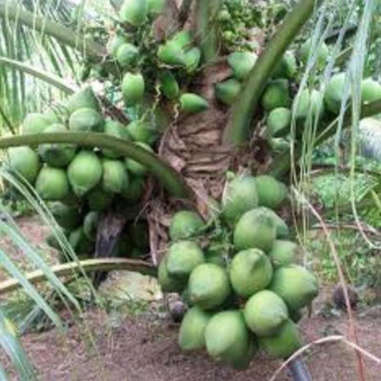 Cây giống dừa xiêm lùn xanh cây giống khỏe cho năng suất cao