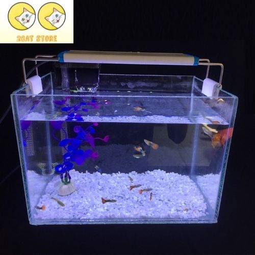 Combo Hồ cá + Lọc nước + Đèn led