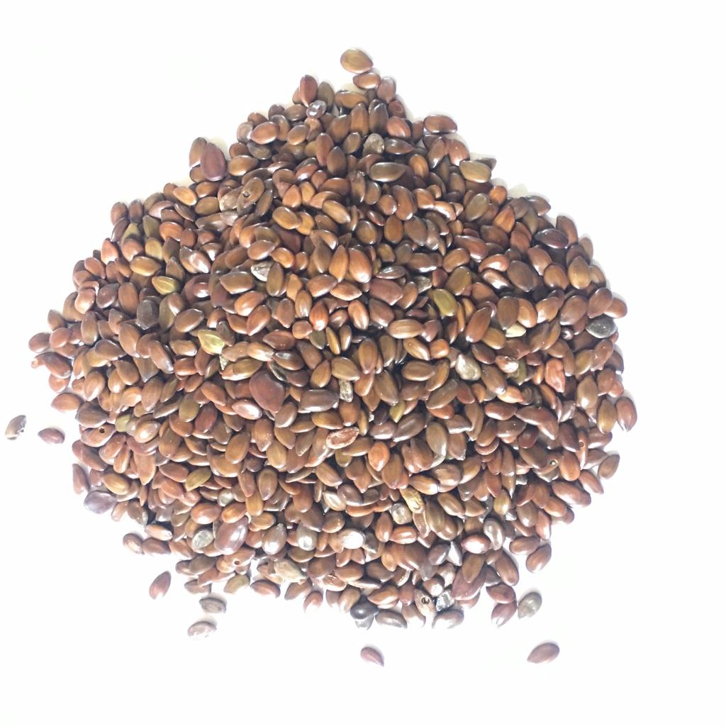 Hạt Giống Cây Keo Dậu