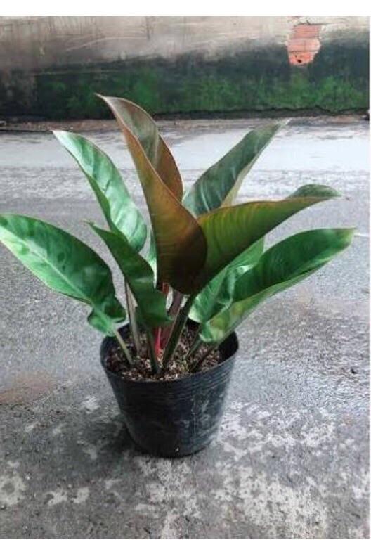 Đế Vương Đỏ