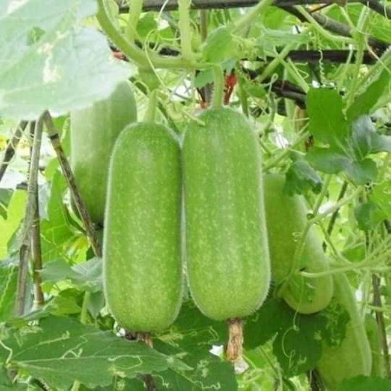 20 HẠT GIỐNG BÍ ĐAO CHANH TRANG NÔNG NĂNG SUẤT CAO