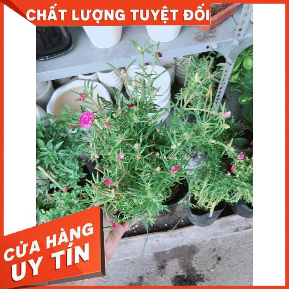 Hoa mười giờ mỹ Nhiều Người Mua