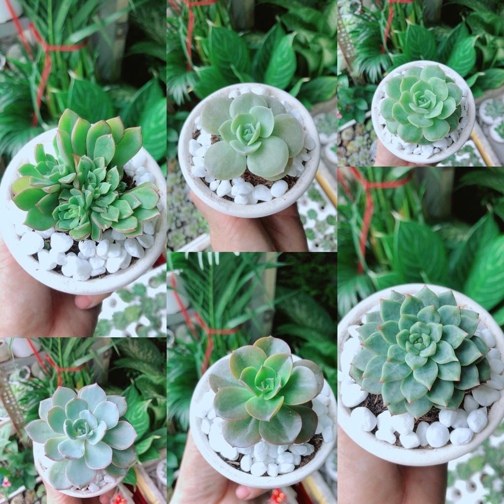 Combo 6 Chậu Sen Đá Mẫu Ngẫu Nhiên Không Trùng