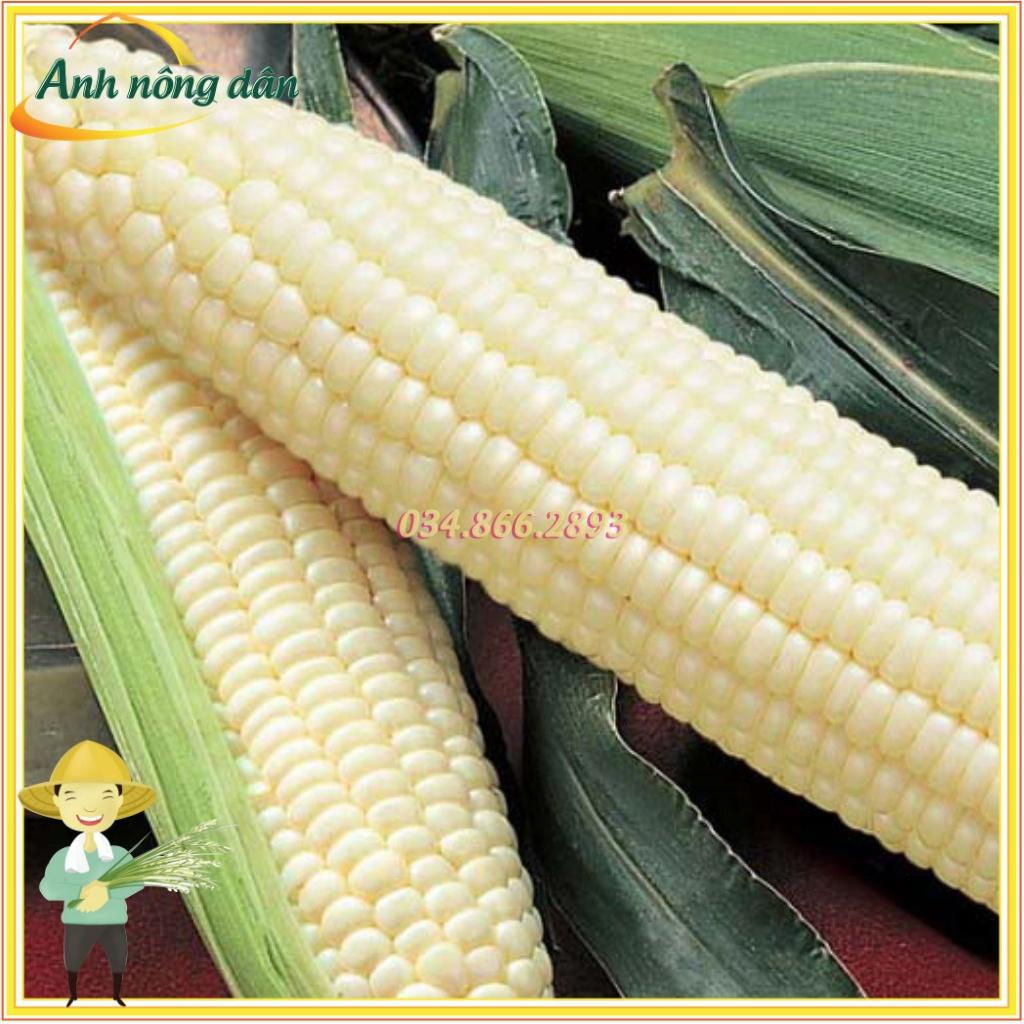 Gói 1kg Hạt giống ngô nếp F1, bắp nếp dẻo, thơm, ngọt cao sản, bắp to, đều, năng suất cao, chất lượng tốt