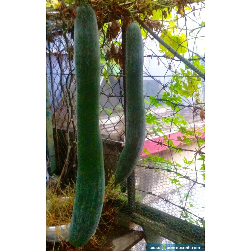 0.2Gr Hạt Giống Bí Sặt Bí Xanh