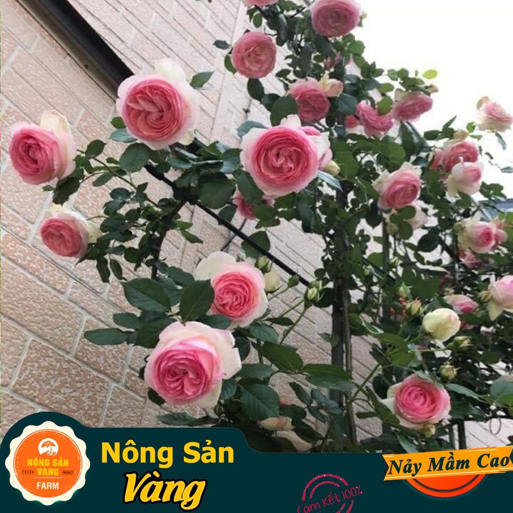 Hạt giống Hoa Hồng Leo Pháp