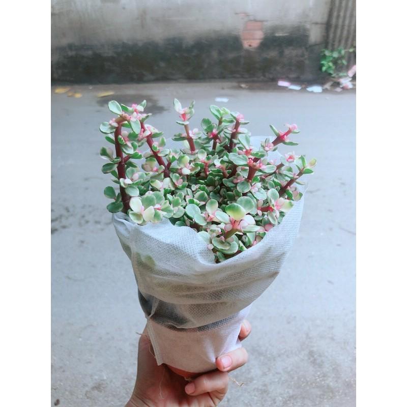 Cây Cành Vàng Lá Ngọc