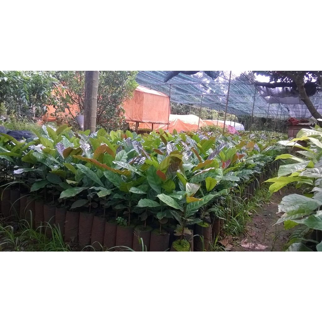CÂY GIỐNG CÀ PHÊ XANH LÙN CAO SẢN.