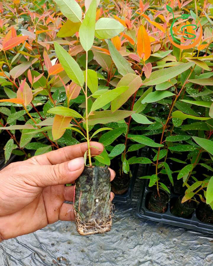 Cây giống Bạch Đàn