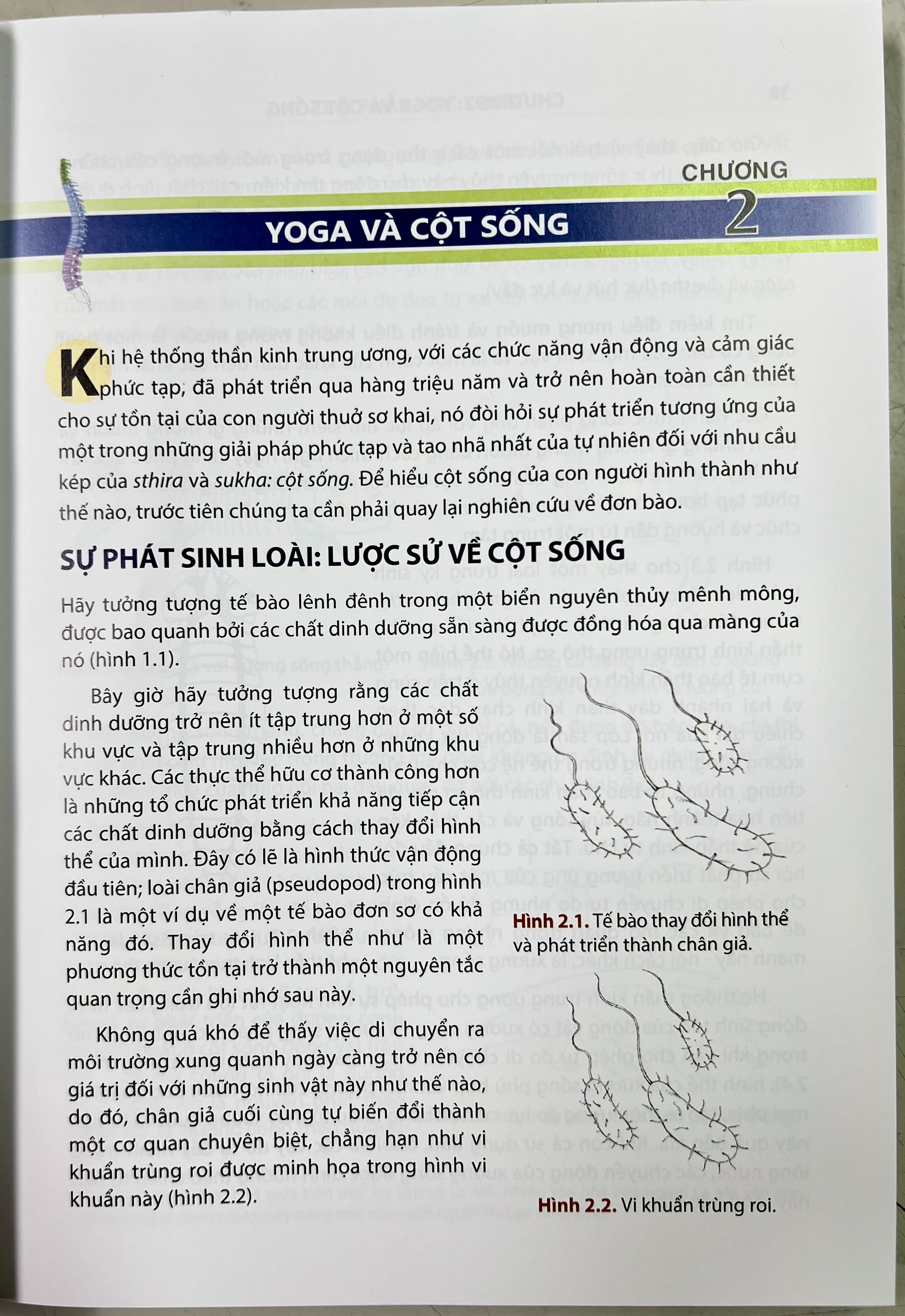 Giải phẫu học YOGA