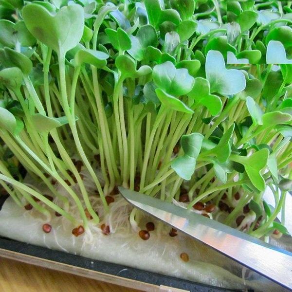 Hạt giống Mầm cải xanh đà lạt–Gói 50gram