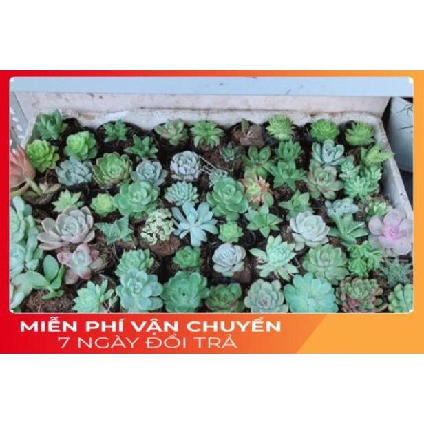 Combo 10 Cây Sen Đá