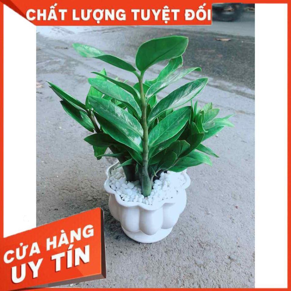 Chậu Kim Tiền Nhiều Người Mua