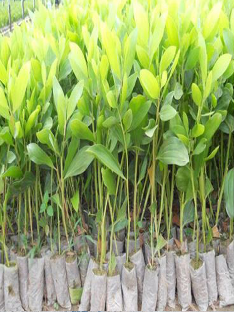 Cây giống Keo Lai