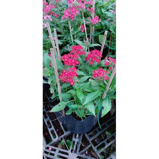 Hoa Diễm Châu Hàng Đẹp