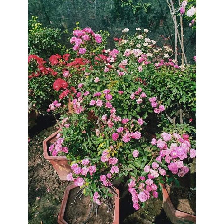 Hoa hồng thân gỗ dáng tree otto line cực đẹp,sai hoa