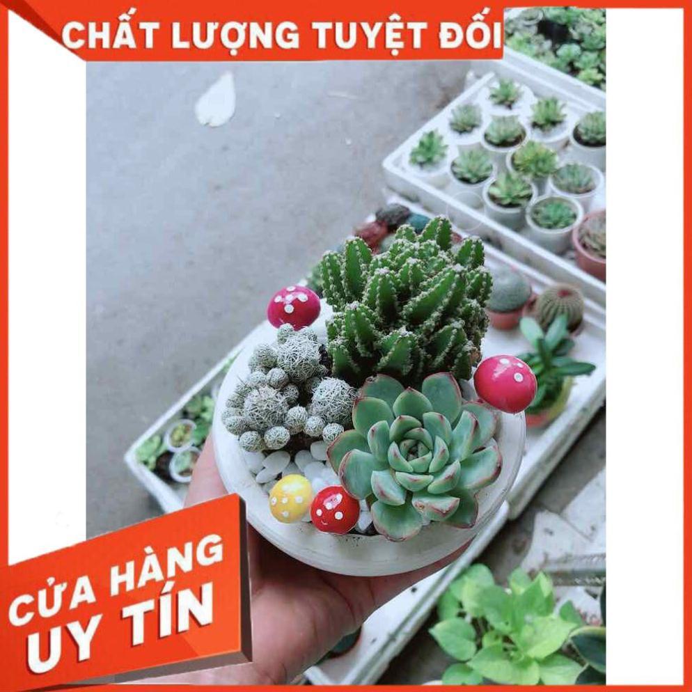 Chậu xương rồng đủ mẫu Nhiều Người Mua