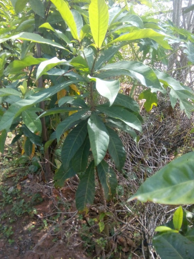 Cây lộc vừng hoa to màu trắng hồng