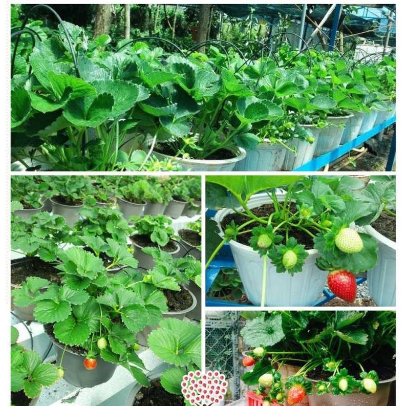 1000gr Đất Trồng Cây Trộn Sẵn Siêu Dưỡng
