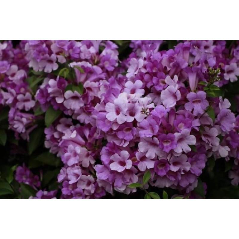 Cây hoa Lan tỏi cao 35cm bầu rễ ổn định