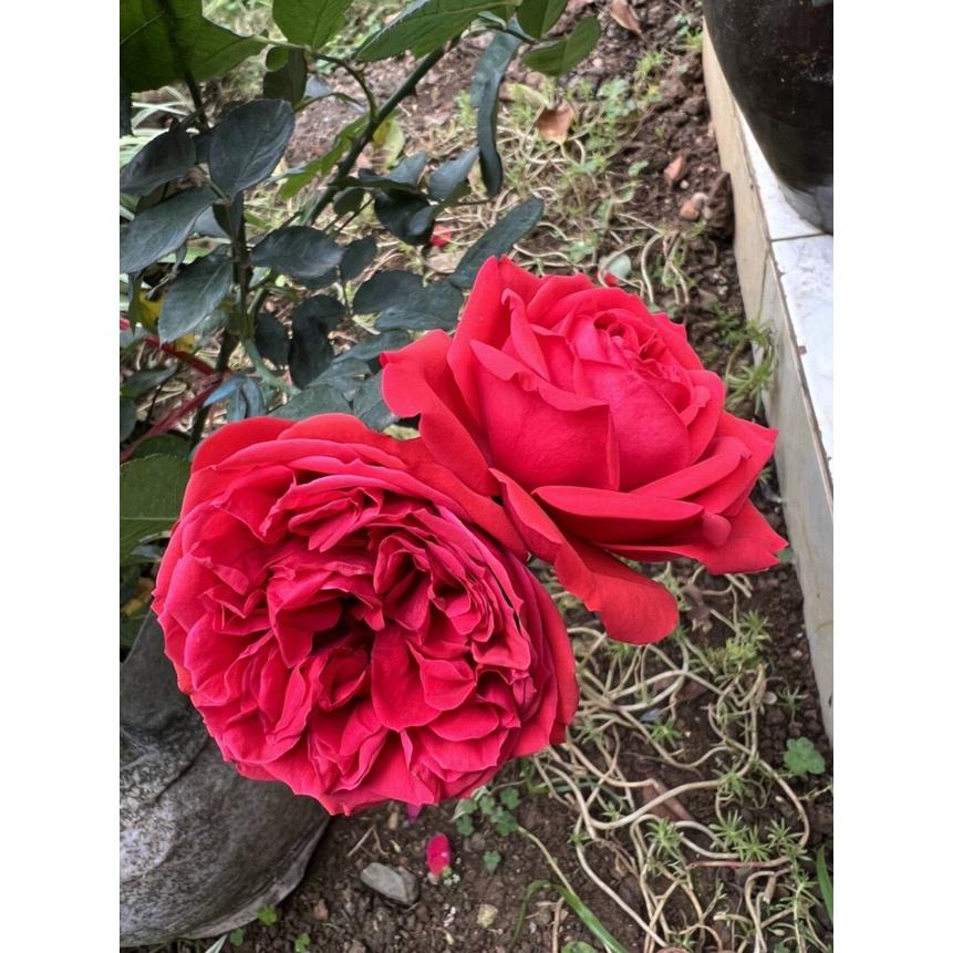 Phân Bón cho HOA HỒNG, kích hoa, đâm chồi, kích bật mầm hoa, dưỡng hoa, mập cành, mập nụ, lâu tàn, gói 50g