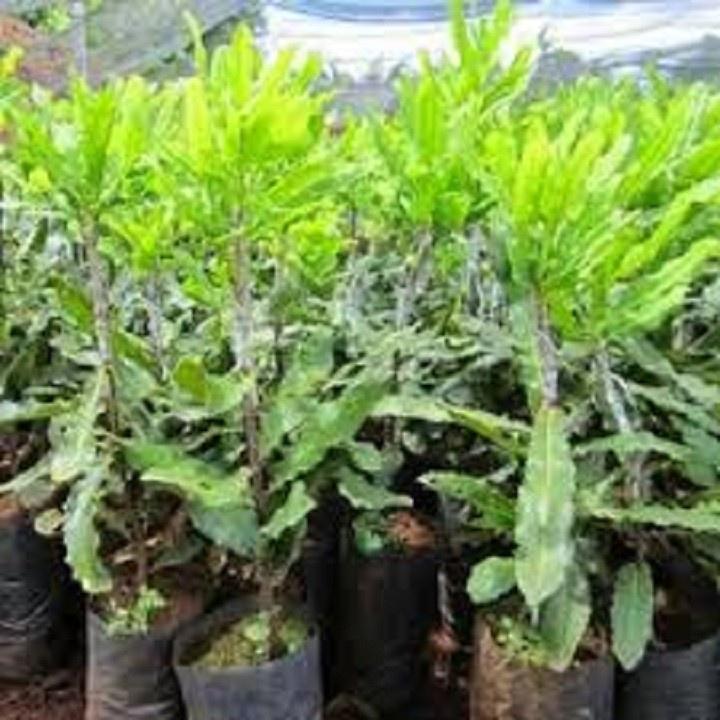CÂY GIỐNG HẠT MACCA HÀNG GIEO HẠT