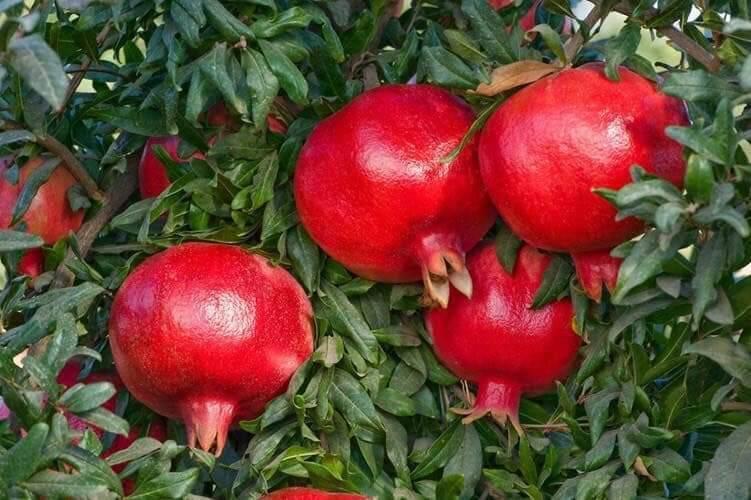 CÂY GIỐNG LỰU ĐỎ LỒNG ĐÈN