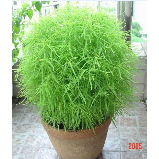 Hạt giống cỏ đổi màu kochia Nhật Bản -1 gói 50 hạt