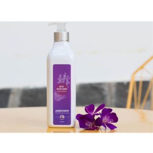 Dầu Gội Tinh Dầu Oải Hương Lavender Tự Nhiên Trần Mao - Dầu Gội Dưỡng Tóc Chắc Khỏe, Bóng Mượt