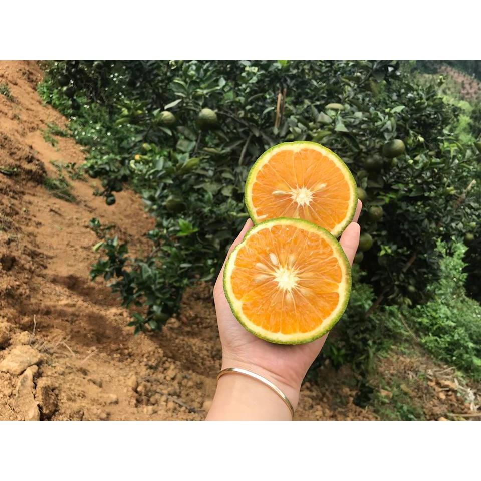 Cây giống Cam sành ghép cho quả sớm. )