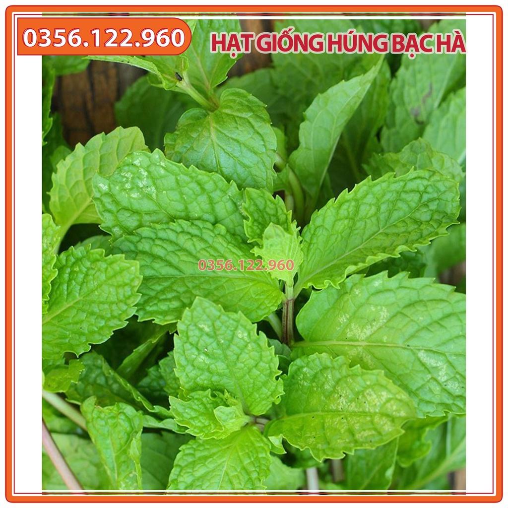 Hạt giống rau húng bạc hà - gói 0,5 gam