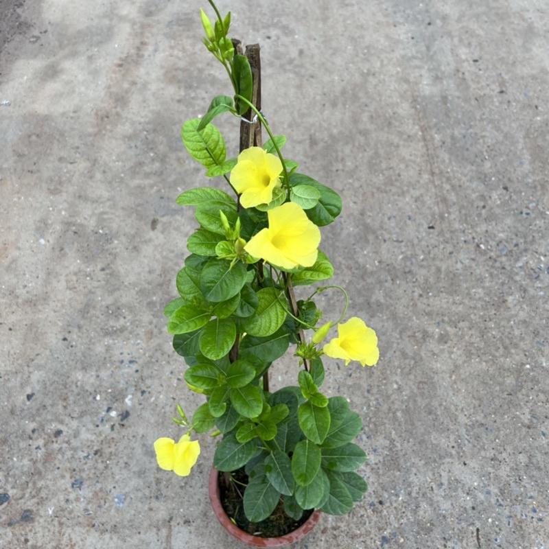 Cây hoa huỳnh anh cao 1m2, cây hoa leo giàn nở hoa rực rỡ đẹp mắt, trồng trang trí ban công, sân vườn