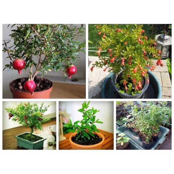 CÂY LỰU SIÊU LÙN, CÂY LỰU SIÊU LÙN - CÂY ĐANG HOA SẴN QUẢ