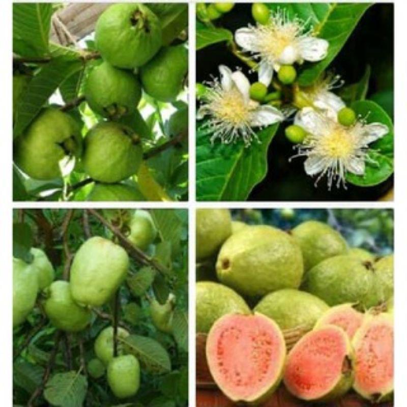 Cây giống ổi xá lị ruột đỏ