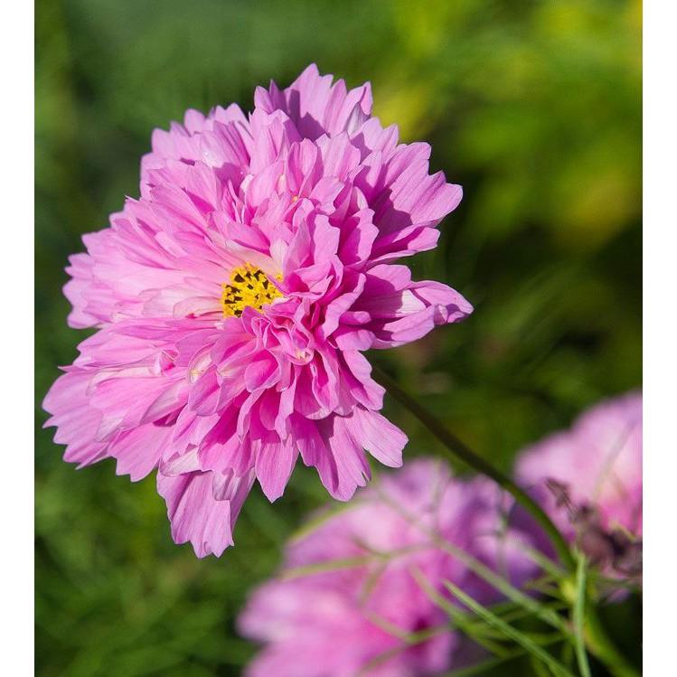 Hạt giống hoa cúc sao nháy hoa cánh kép nhiều màu - 1 gói 100 hạt