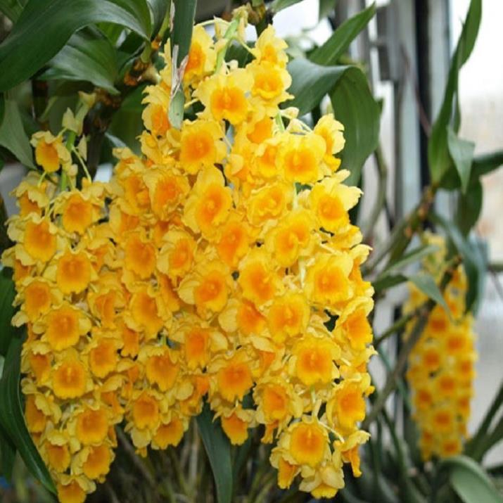 CHẬU LAN KIỀU VÀNG MỠ GÀ ,DÒNG LAN THỦY TIÊN