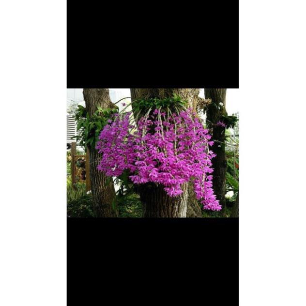 Sản Phẩm Hoa phong lan trầm rồng đỏ