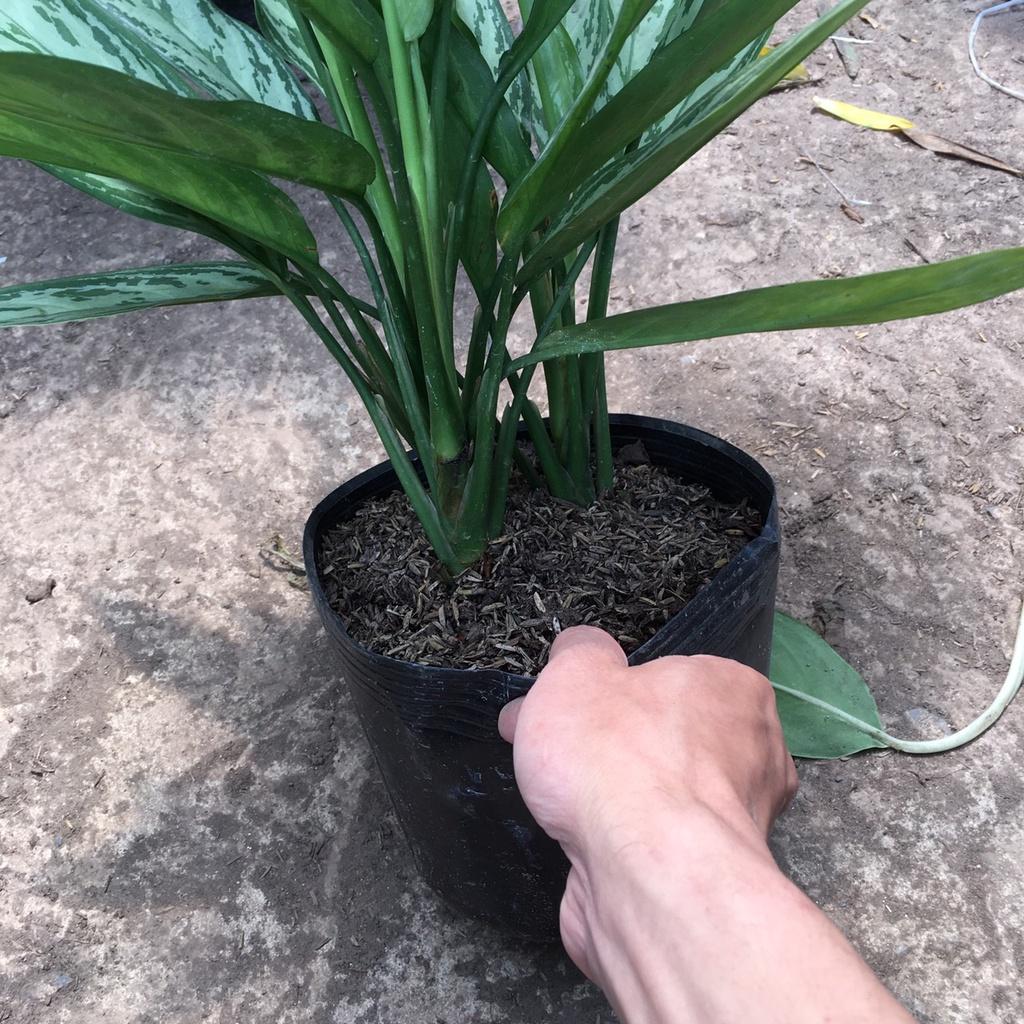 Cây Ngân Hậu Phong Thuỷ Size Lớn 45cm Màu Lá Bắt Mắt,Thích Hợp Trang Trí Nội Thất