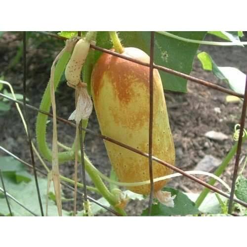 Hạt giống Dưa Chuột Đá F1 - 1 gói 10 hạt