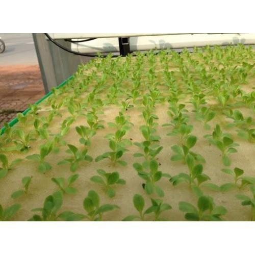 Bộ 10 tấm mút xốp ươm hạt trồng thủy canh, mỗi tấm 96 viên có lỗ gieo hạt